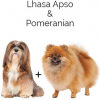 https://www.americanbreeder.com/images/com_adsmanager/categories/4593cat_t.jpg