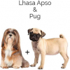 https://www.americanbreeder.com/images/com_adsmanager/categories/4599cat_t.jpg