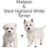 https://www.americanbreeder.com/images/com_adsmanager/categories/4604cat_t.jpg