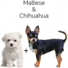 https://www.americanbreeder.com/images/com_adsmanager/categories/4605cat_t.jpg