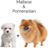 https://www.americanbreeder.com/images/com_adsmanager/categories/4607cat_t.jpg