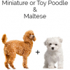 https://www.americanbreeder.com/images/com_adsmanager/categories/4608cat_t.jpg