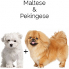 https://www.americanbreeder.com/images/com_adsmanager/categories/4613cat_t.jpg