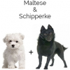 https://www.americanbreeder.com/images/com_adsmanager/categories/4614cat_t.jpg