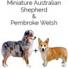 https://www.americanbreeder.com/images/com_adsmanager/categories/4622cat_t.jpg