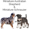 https://www.americanbreeder.com/images/com_adsmanager/categories/4626cat_t.jpg