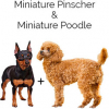 https://www.americanbreeder.com/images/com_adsmanager/categories/4636cat_t.jpg