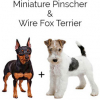 https://www.americanbreeder.com/images/com_adsmanager/categories/4638cat_t.jpg