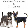 https://www.americanbreeder.com/images/com_adsmanager/categories/4640cat_t.jpg