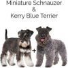 https://www.americanbreeder.com/images/com_adsmanager/categories/4641cat_t.jpg
