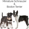 https://www.americanbreeder.com/images/com_adsmanager/categories/4644cat_t.jpg