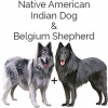 https://www.americanbreeder.com/images/com_adsmanager/categories/4652cat_t.jpg