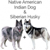 https://www.americanbreeder.com/images/com_adsmanager/categories/4653cat_t.jpg