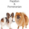 https://www.americanbreeder.com/images/com_adsmanager/categories/4658cat_t.jpg