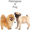https://www.americanbreeder.com/images/com_adsmanager/categories/4672cat_t.jpg