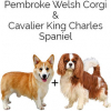 https://www.americanbreeder.com/images/com_adsmanager/categories/4675cat_t.jpg