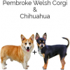 https://www.americanbreeder.com/images/com_adsmanager/categories/4676cat_t.jpg