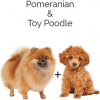 https://www.americanbreeder.com/images/com_adsmanager/categories/4682cat_t.jpg