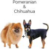 https://www.americanbreeder.com/images/com_adsmanager/categories/4684cat_t.jpg