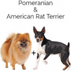 https://www.americanbreeder.com/images/com_adsmanager/categories/4685cat_t.jpg