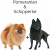 https://www.americanbreeder.com/images/com_adsmanager/categories/4686cat_t.jpg
