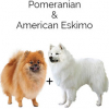 https://www.americanbreeder.com/images/com_adsmanager/categories/4687cat_t.jpg