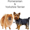 https://www.americanbreeder.com/images/com_adsmanager/categories/4689cat_t.jpg