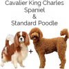 https://www.americanbreeder.com/images/com_adsmanager/categories/4694cat_t.jpg