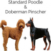 https://www.americanbreeder.com/images/com_adsmanager/categories/4696cat_t.jpg