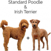 https://www.americanbreeder.com/images/com_adsmanager/categories/4699cat_t.jpg