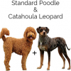 https://www.americanbreeder.com/images/com_adsmanager/categories/4702cat_t.jpg