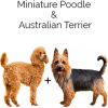 https://www.americanbreeder.com/images/com_adsmanager/categories/4707cat_t.jpg