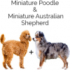 https://www.americanbreeder.com/images/com_adsmanager/categories/4708cat_t.jpg