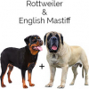 https://www.americanbreeder.com/images/com_adsmanager/categories/4727cat_t.jpg