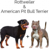 https://www.americanbreeder.com/images/com_adsmanager/categories/4729cat_t.jpg