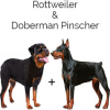 https://www.americanbreeder.com/images/com_adsmanager/categories/4730cat_t.jpg