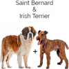 https://www.americanbreeder.com/images/com_adsmanager/categories/4732cat_t.jpg