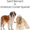 https://www.americanbreeder.com/images/com_adsmanager/categories/4733cat_t.jpg