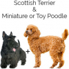 https://www.americanbreeder.com/images/com_adsmanager/categories/4740cat_t.jpg