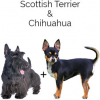 https://www.americanbreeder.com/images/com_adsmanager/categories/4742cat_t.jpg