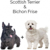 https://www.americanbreeder.com/images/com_adsmanager/categories/4743cat_t.jpg