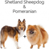 https://www.americanbreeder.com/images/com_adsmanager/categories/4749cat_t.jpg