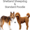 https://www.americanbreeder.com/images/com_adsmanager/categories/4750cat_t.jpg