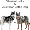 https://www.americanbreeder.com/images/com_adsmanager/categories/4765cat_t.jpg