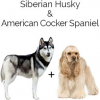 https://www.americanbreeder.com/images/com_adsmanager/categories/4772cat_t.jpg