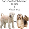 https://www.americanbreeder.com/images/com_adsmanager/categories/4787cat_t.jpg