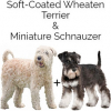https://www.americanbreeder.com/images/com_adsmanager/categories/4791cat_t.jpg