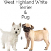 https://www.americanbreeder.com/images/com_adsmanager/categories/4805cat_t.jpg