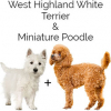 https://www.americanbreeder.com/images/com_adsmanager/categories/4808cat_t.jpg