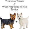 https://www.americanbreeder.com/images/com_adsmanager/categories/4814cat_t.jpg